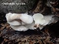 Ossicaulis lignatilis-amf1474-1